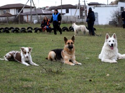 В Севастополе соревновались инструкторы-кинологи